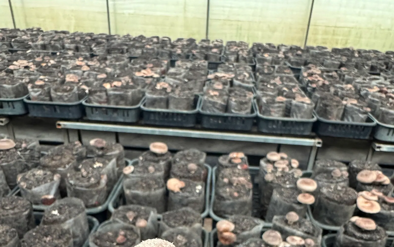 Hileras de bloques de sustrato con shiitake en un invernadero en producción