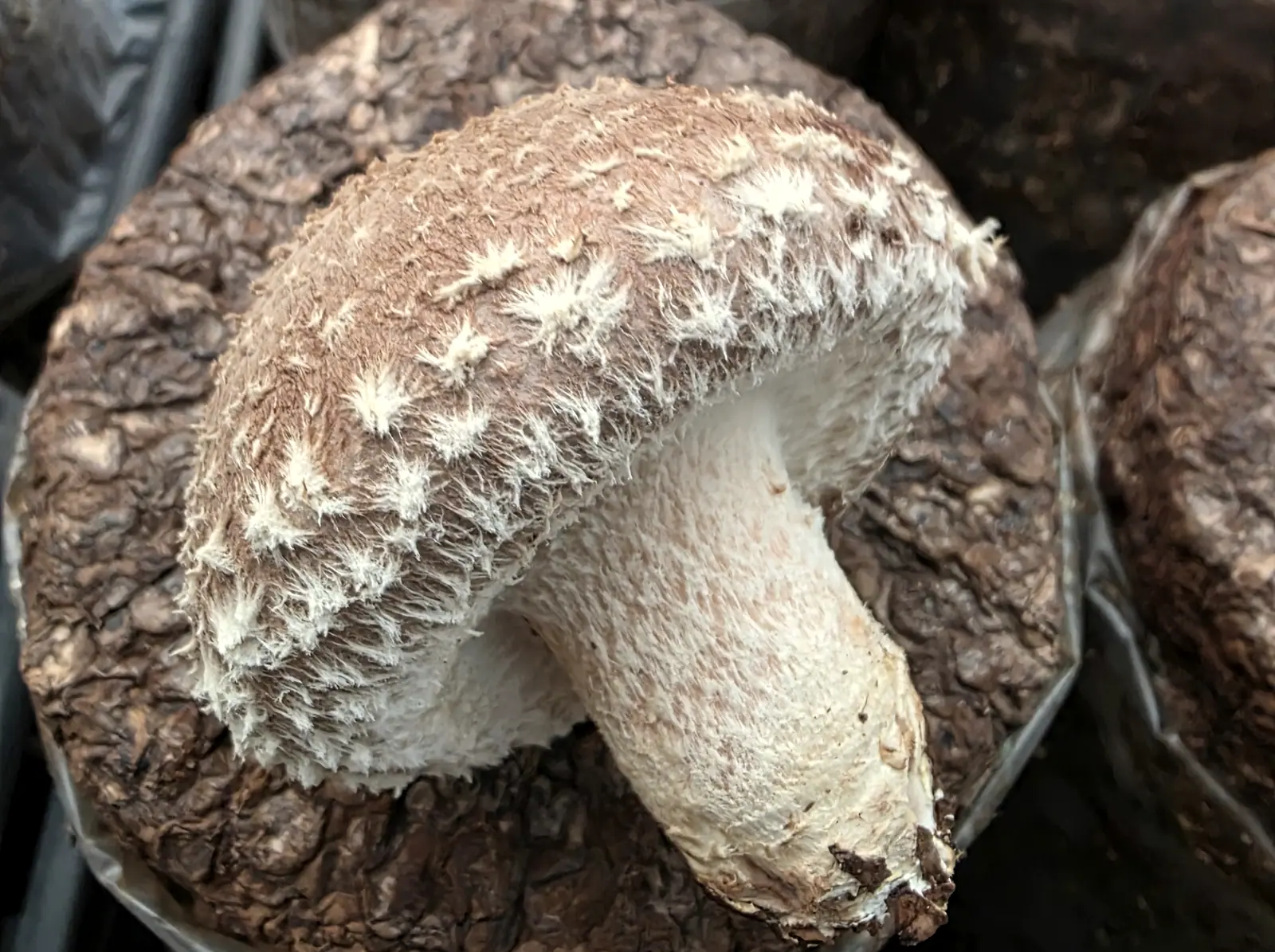 Shiitake de primer grado sobre su bloque de cultivo