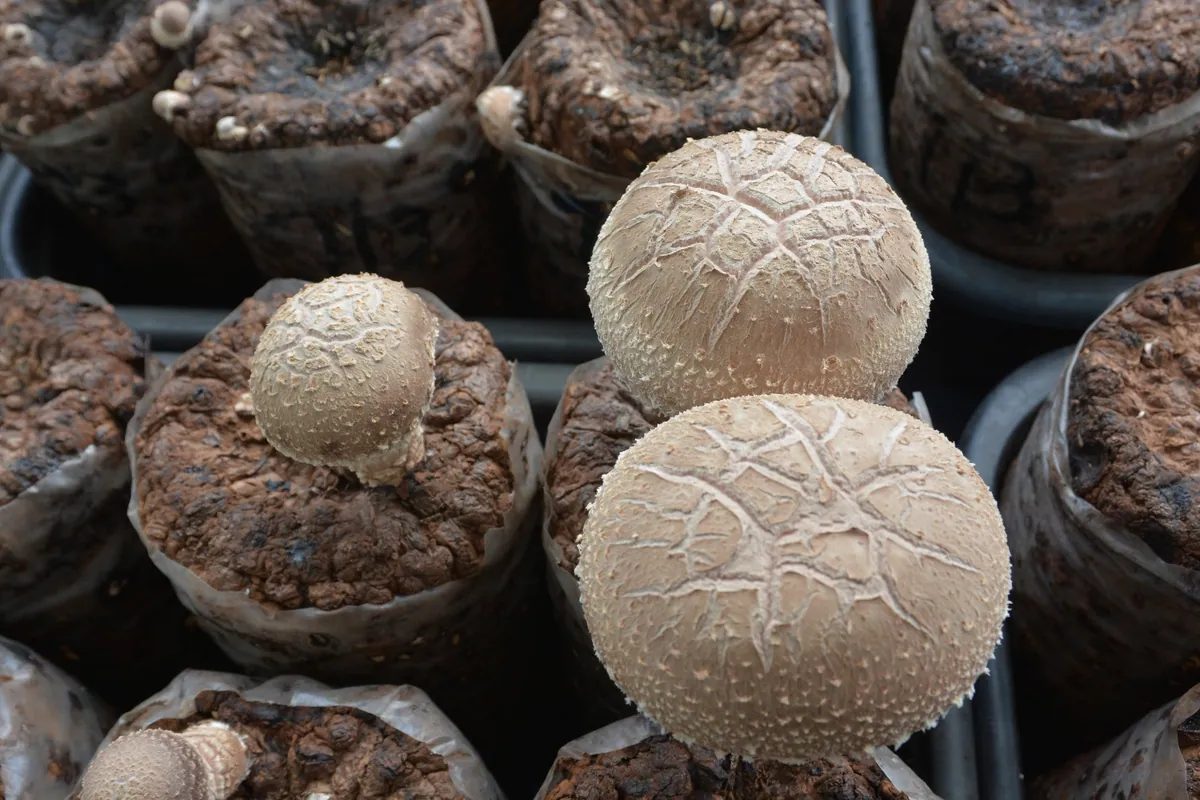 Shiitake de la cepa Sanjo 713 con sombrero agrietado sobre bloques de sustrato